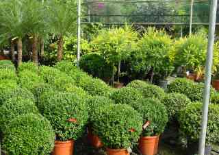 فروش عمده گل ها و گیاهان فضای باز