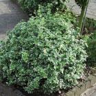 شمشاد ورنیا نقره ای 1