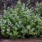 شمشاد ورنیا نقره ای 2