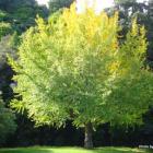 درخت ژینکوبیلوبا 3