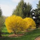 درختچه یاس زرد 18