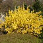 درختچه یاس زرد 20
