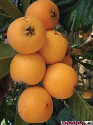 فروش نهال درخت میوه آووکادو پیوندی