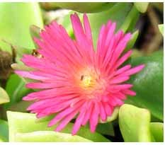 معرفی گیاه آپتنیا - گل ناز یخی Aptenia