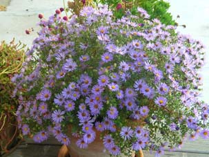 معرفی گیاه- آستر (ستاره‌ای) Aster