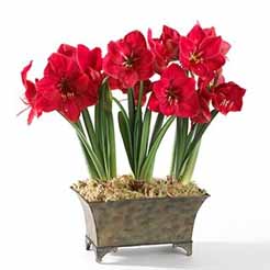 معرفی گیاه -آماریلیس(هیپستروم)Amaryllis