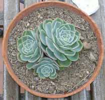 معرفی گیاه - ساق عروس ، اشوریا Echeveria