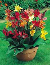 معرفی گیاه گلدانی/فصلی- اخترCanna lily