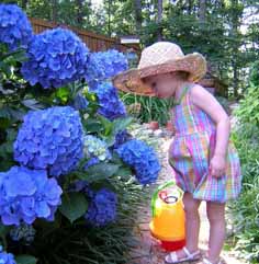 معرفی گیاه- ادریسی Hydrangea