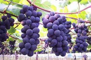 معرفی گیاه- انگور Grape