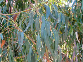 معرفی گیاه- اکالیپتوس Gum tree