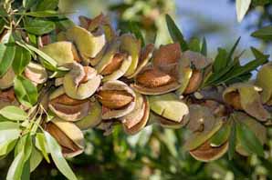 معرفی گیاه- درخت بادام Almond