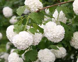 معرفی گیاه- بداغ Snowball tree