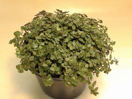 معرفی گیاه- کالیسیا (برگ بیدی مینیاتور) Inch plant