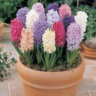 معرفی گیاه - سنبل Hyacinth